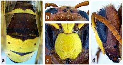 The Oriental hornet, Vespa orientalis Linnaeus, 1771 (Hymenoptera, Vespidae): diagnosis, potential distribution, and geometric morphometrics across its natural distribution range